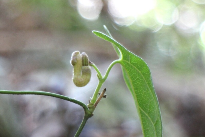 Aristolochia pahsienshanianum photo 6