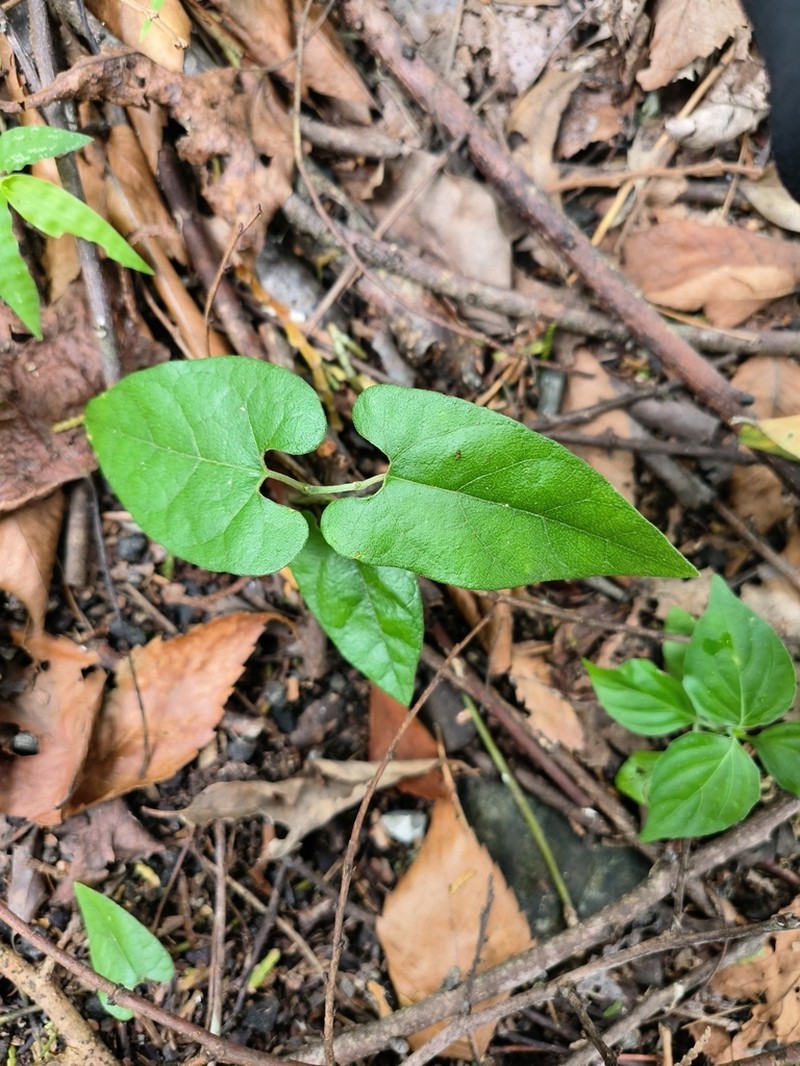 Aristolochia pahsienshanianum photo 7