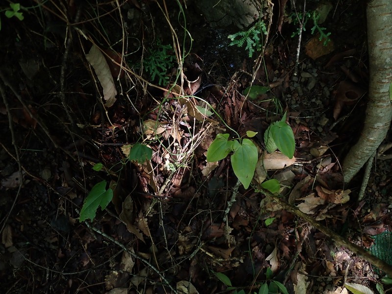 Aristolochia pahsienshanianum photo 8
