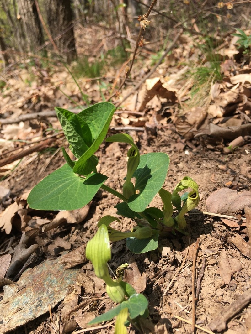 Aristolochia pallida