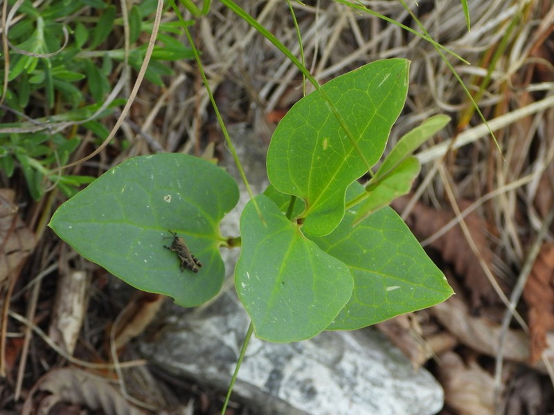 Aristolochia pallida photo 2