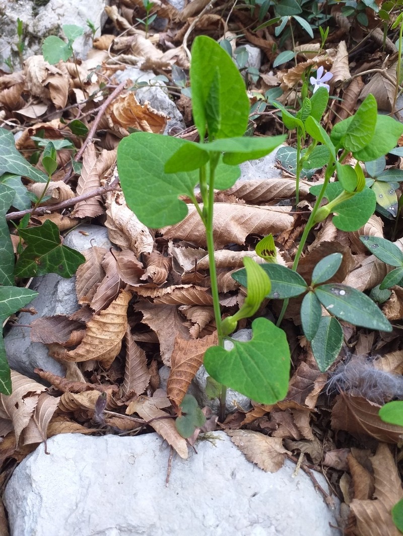 Aristolochia pallida photo 3