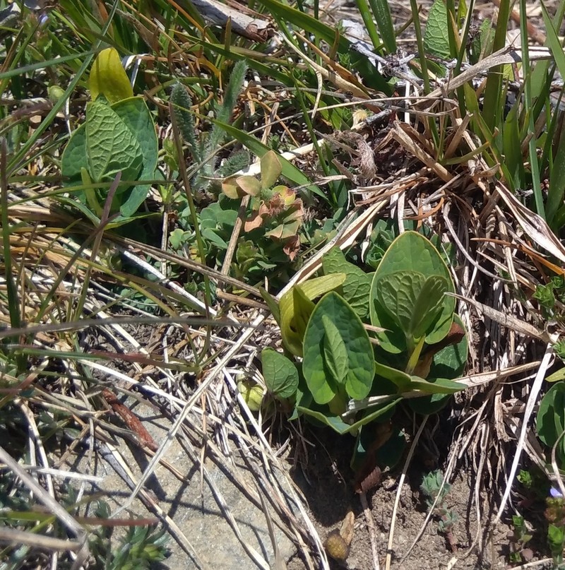 Aristolochia pallida photo 4