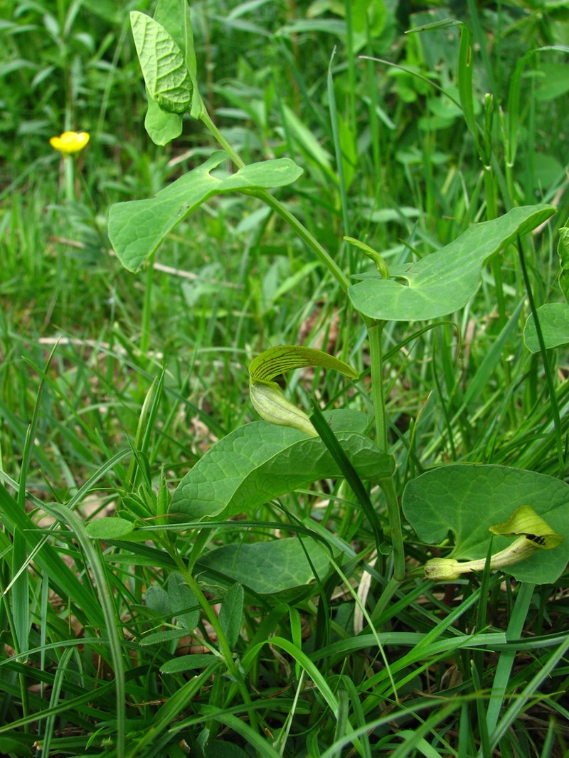 Aristolochia pallida photo 6