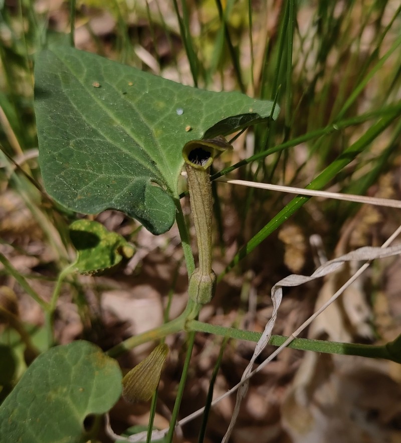Aristolochia pallida photo 7