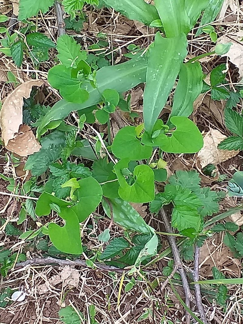 Aristolochia pallida photo 8