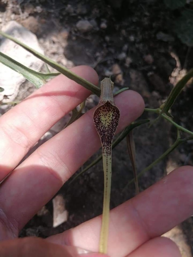 Aristolochia palmeri