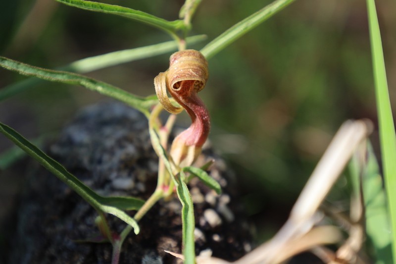 Aristolochia palmeri photo 3