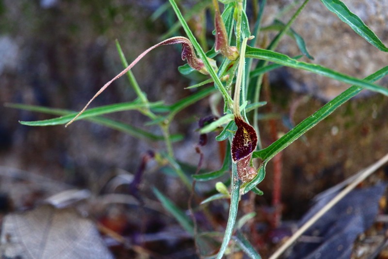 Aristolochia palmeri photo 4