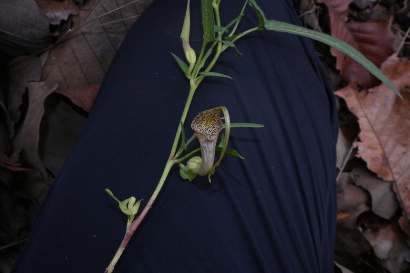Aristolochia palmeri photo 8