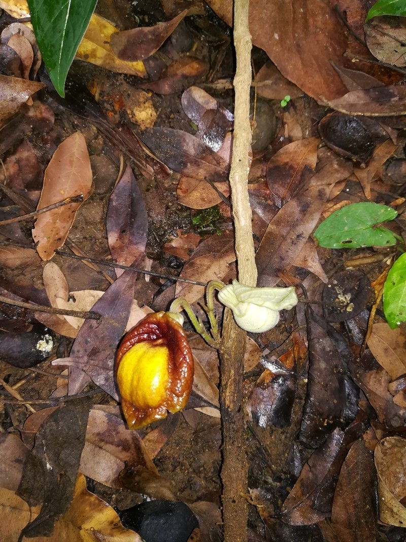 Aristolochia panamensis