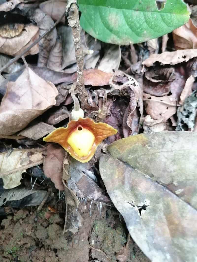 Aristolochia panamensis photo 2