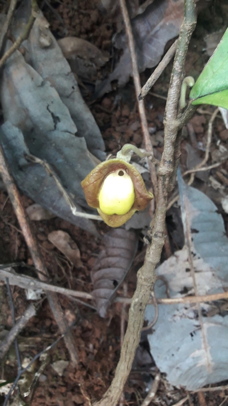 Aristolochia panamensis photo 3