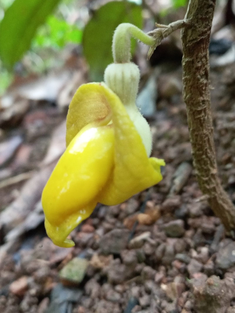 Aristolochia panamensis photo 4