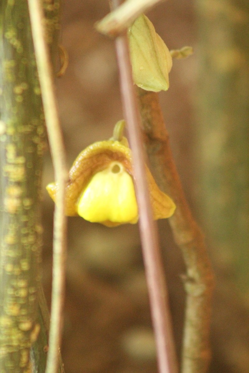 Aristolochia panamensis photo 5