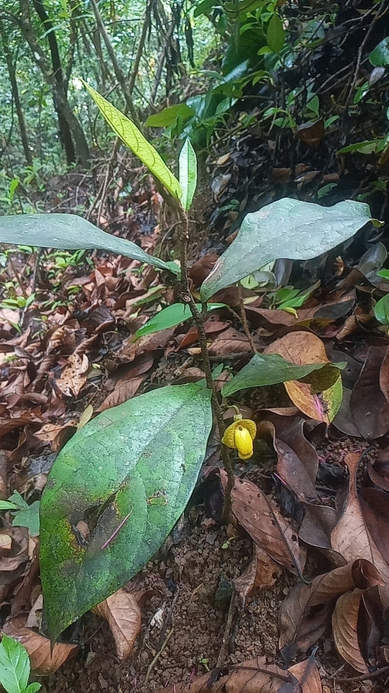 Aristolochia panamensis photo 6