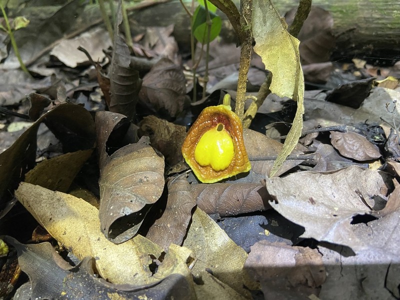 Aristolochia panamensis photo 7