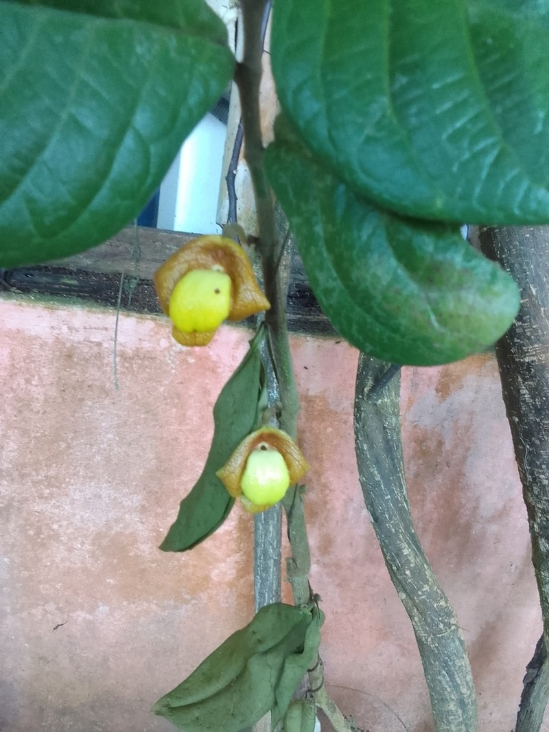 Aristolochia panamensis photo 8