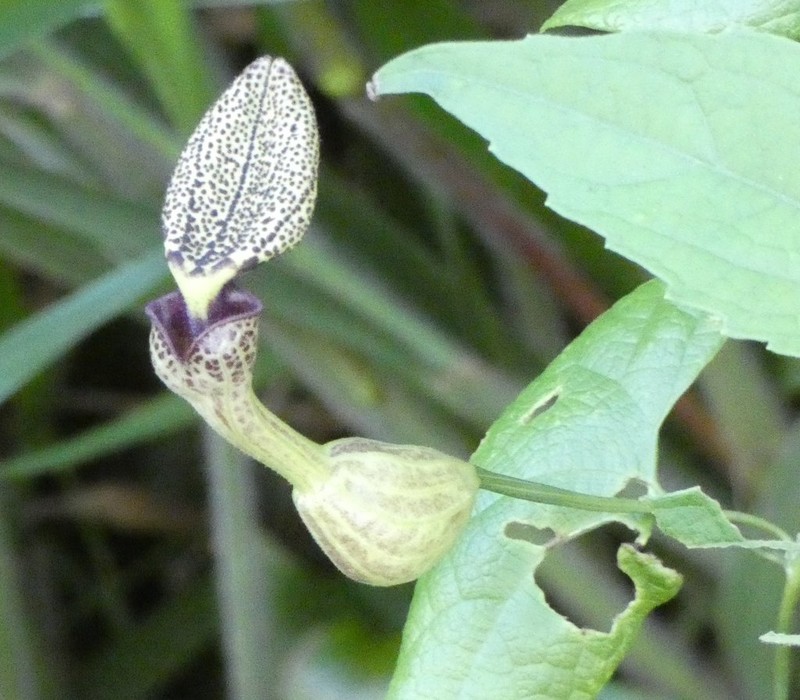 Aristolochia papillaris