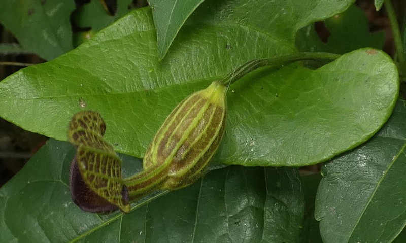 Aristolochia papillaris photo 2