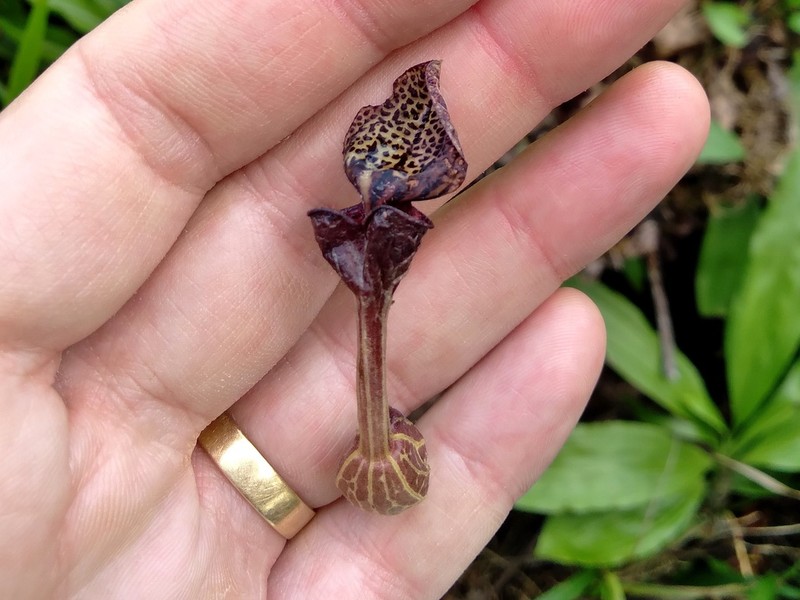 Aristolochia papillaris photo 3