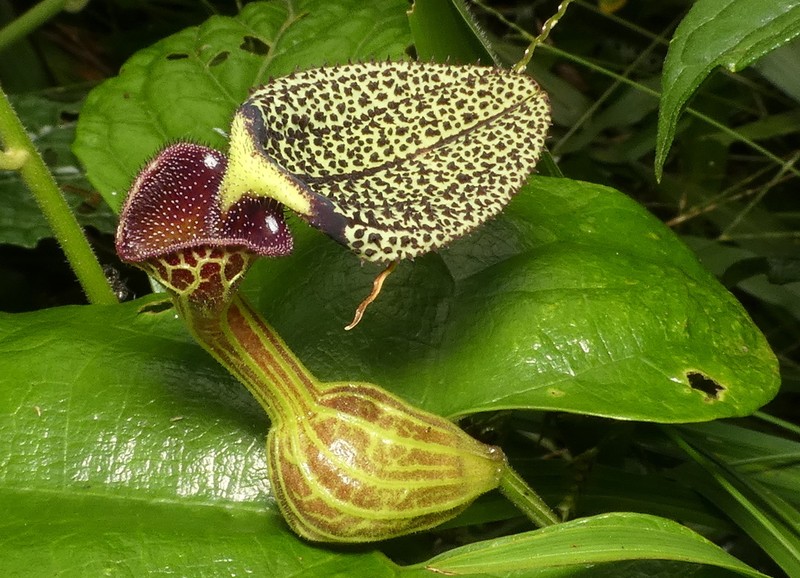 Aristolochia papillaris photo 4