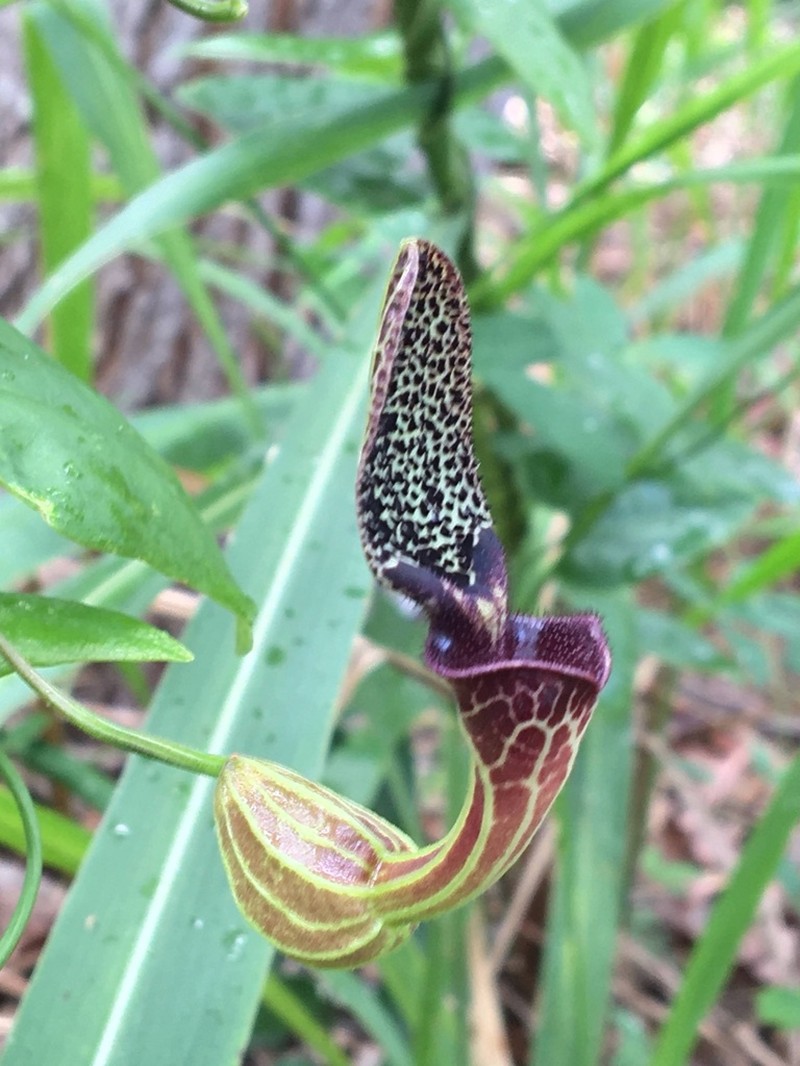 Aristolochia papillaris photo 5