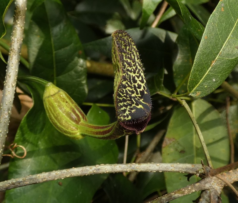 Aristolochia papillaris photo 6