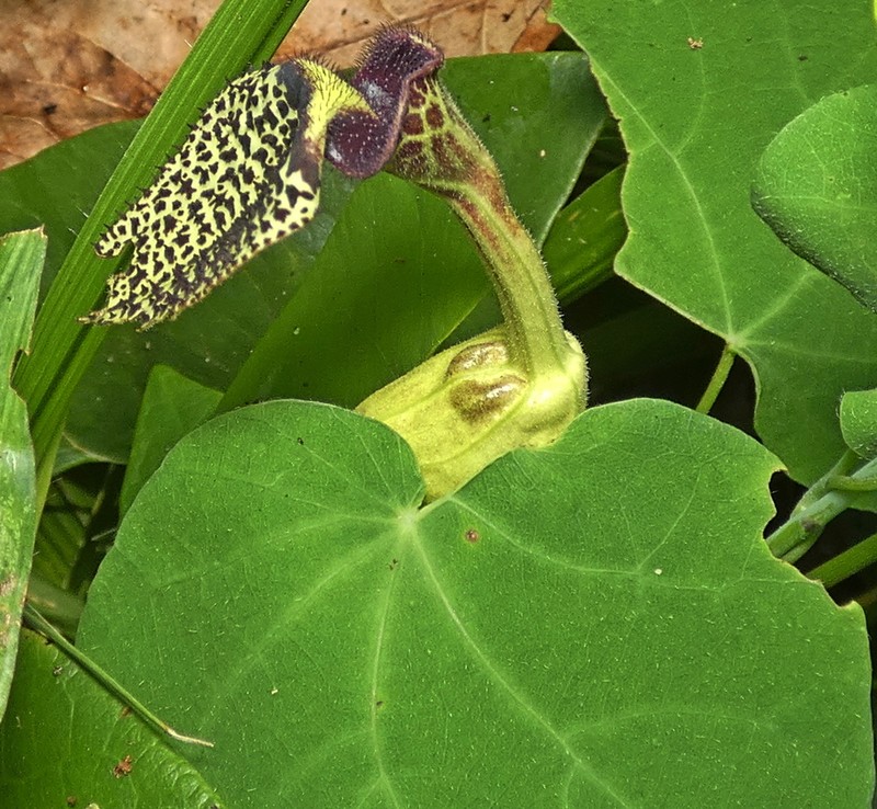 Aristolochia papillaris photo 7
