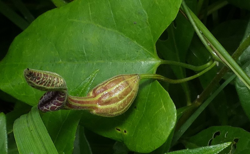 Aristolochia papillaris photo 8