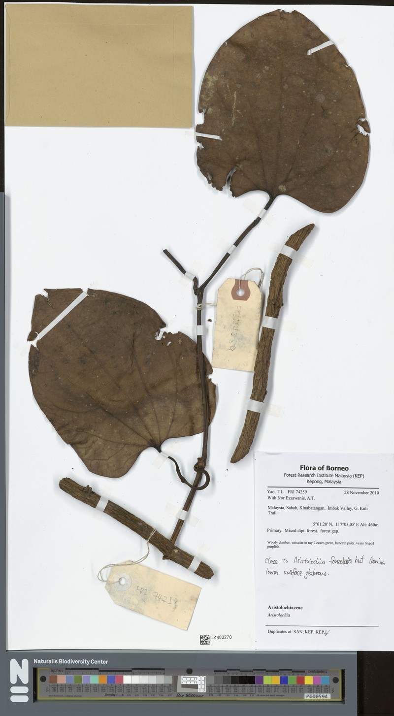 Aristolochia papillifolia
