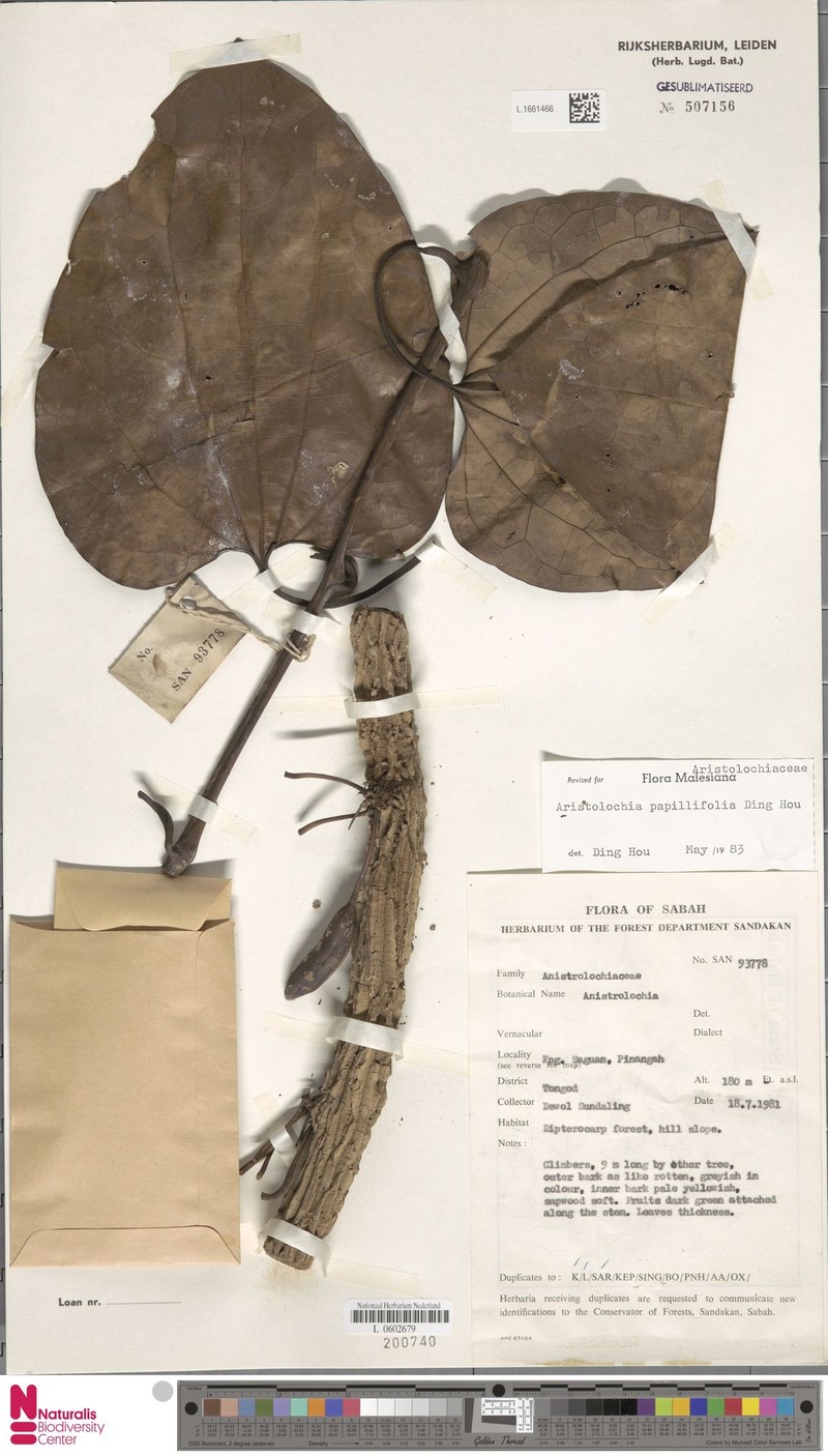 Aristolochia papillifolia photo 2