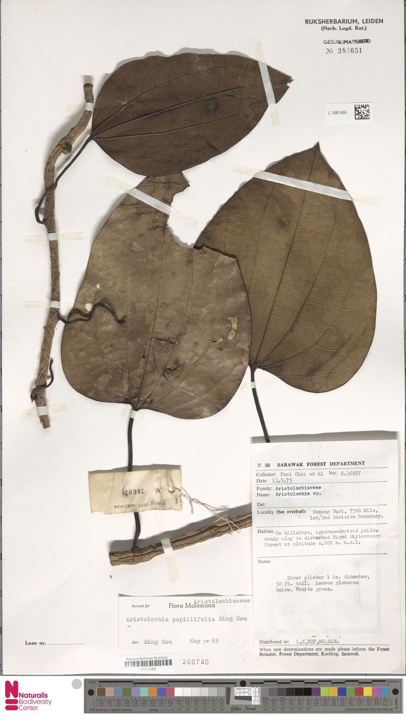 Aristolochia papillifolia photo 3
