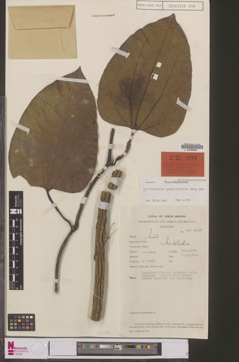Aristolochia papillifolia photo 4