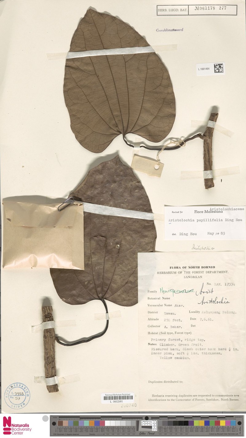 Aristolochia papillifolia photo 5
