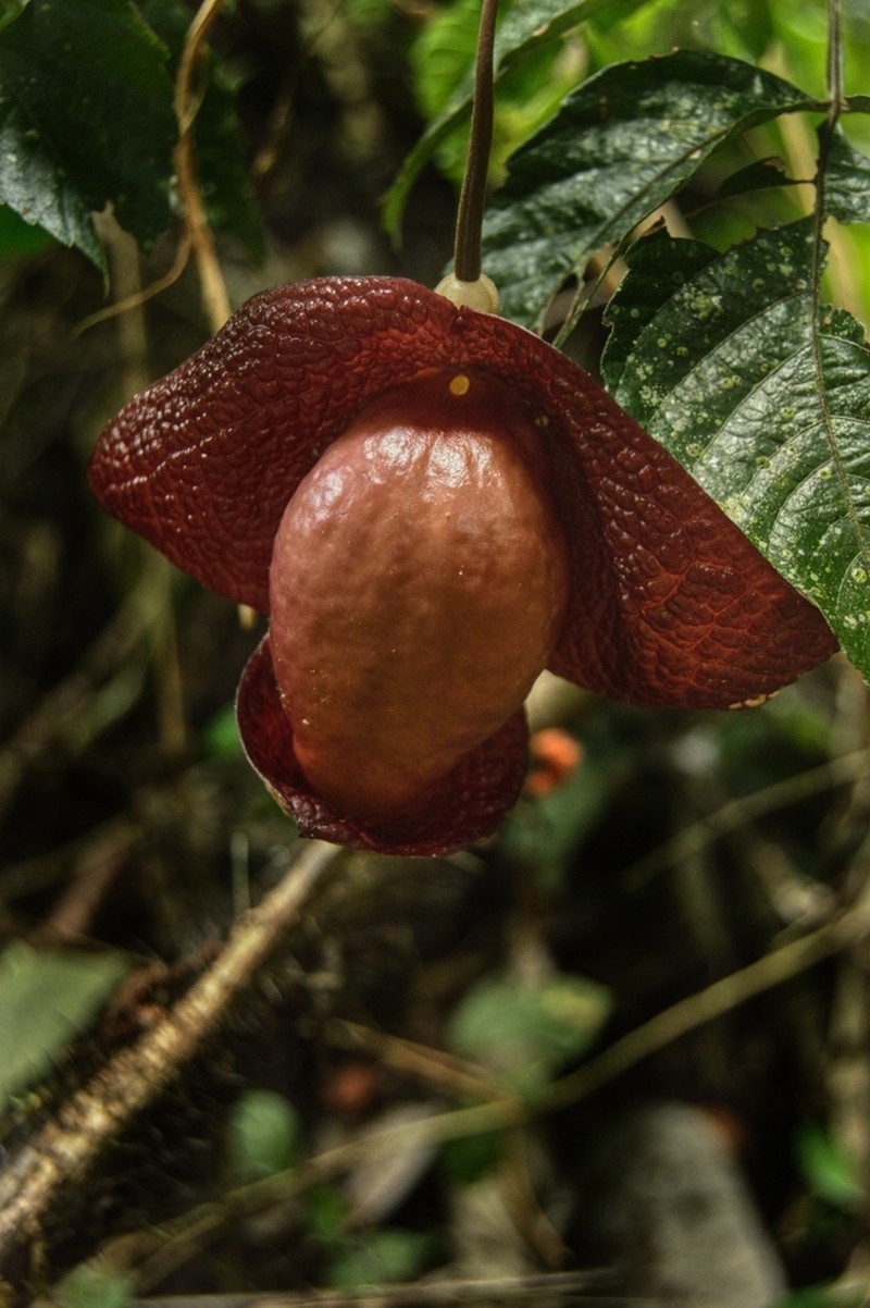Aristolochia paracleta