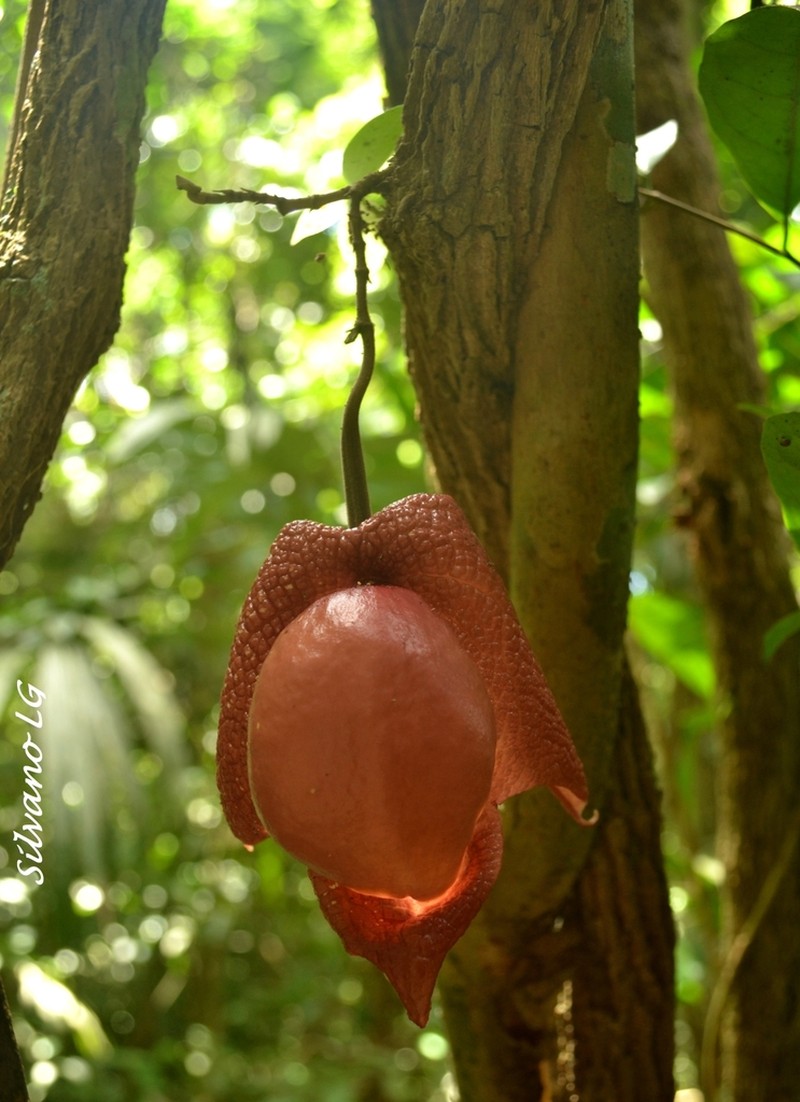 Aristolochia paracleta photo 2
