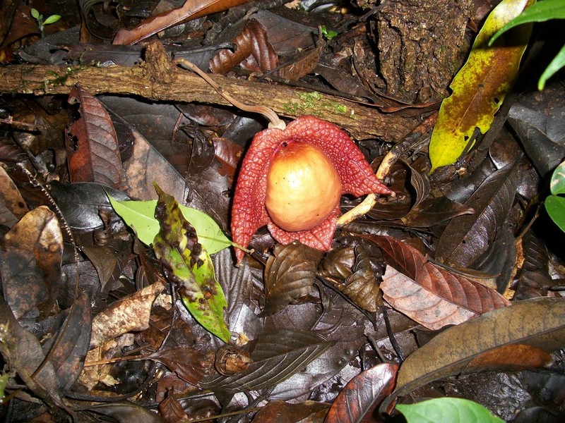 Aristolochia paracleta photo 3