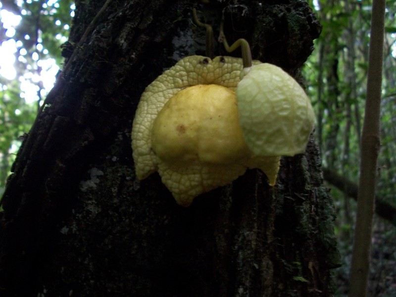 Aristolochia paracleta photo 4