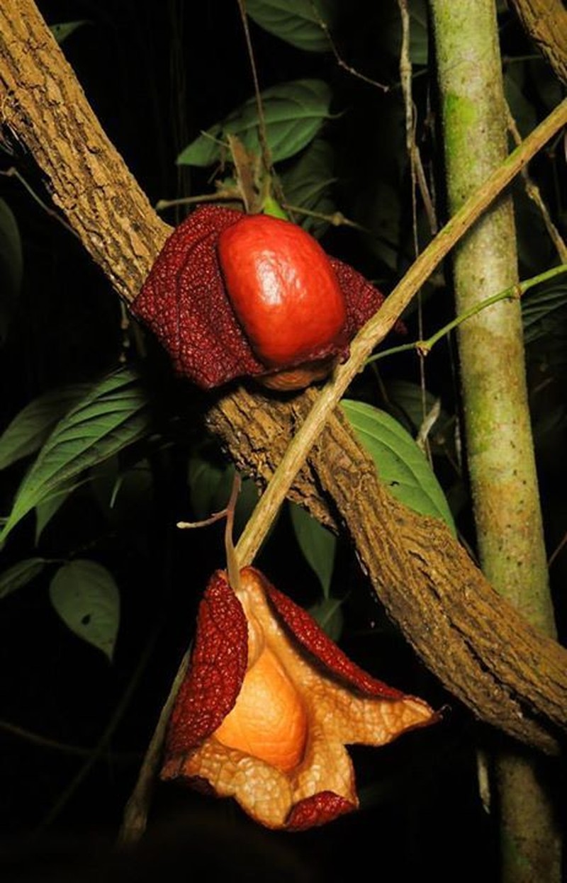 Aristolochia paracleta photo 5