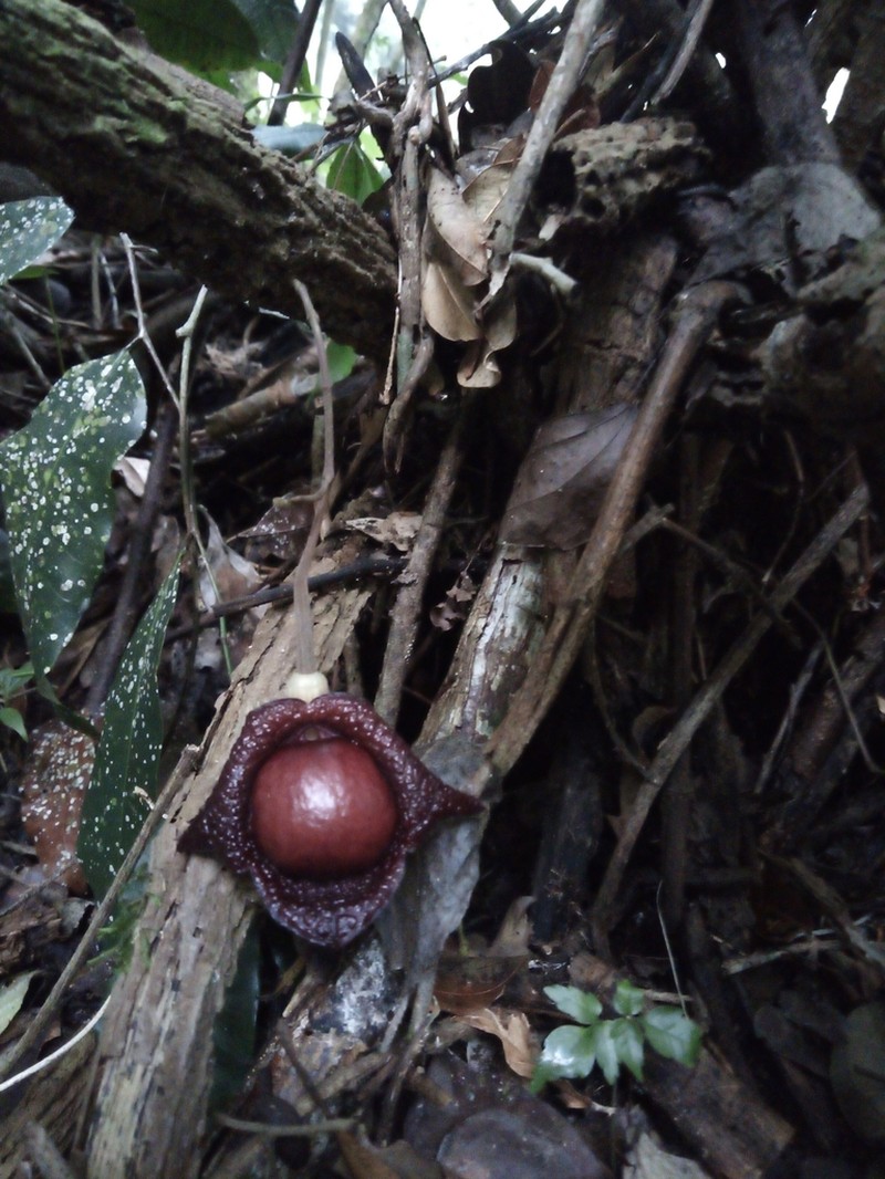 Aristolochia paracleta photo 6