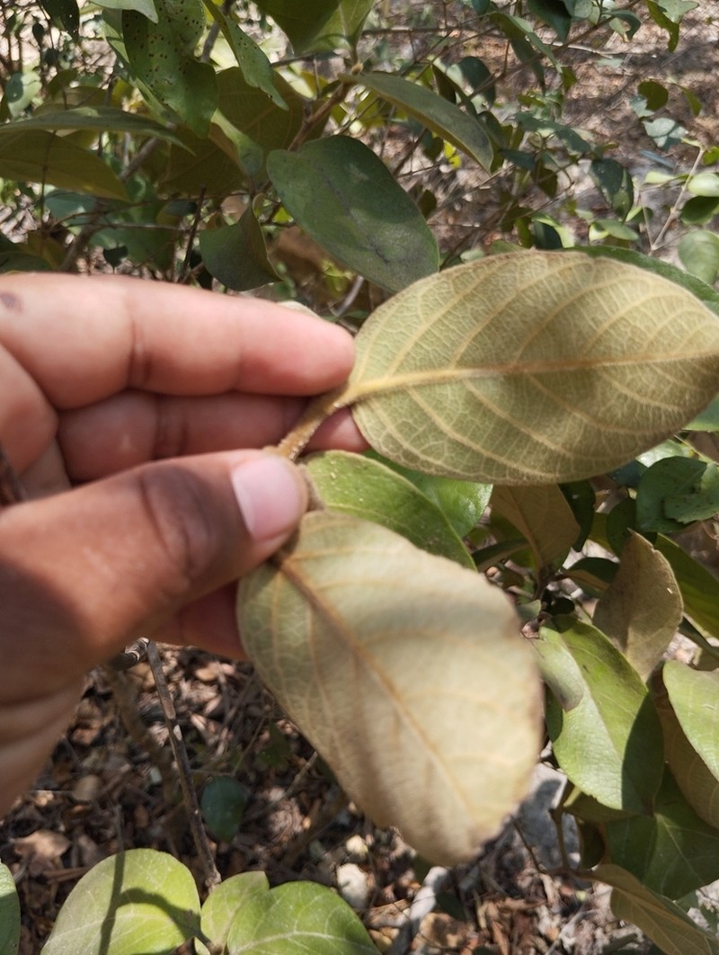 Aristolochia paracleta photo 7