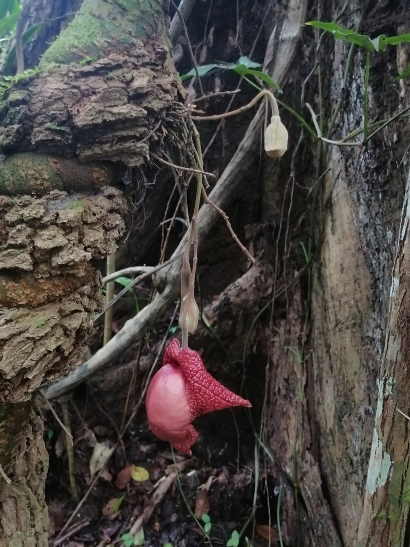 Aristolochia paracleta photo 8