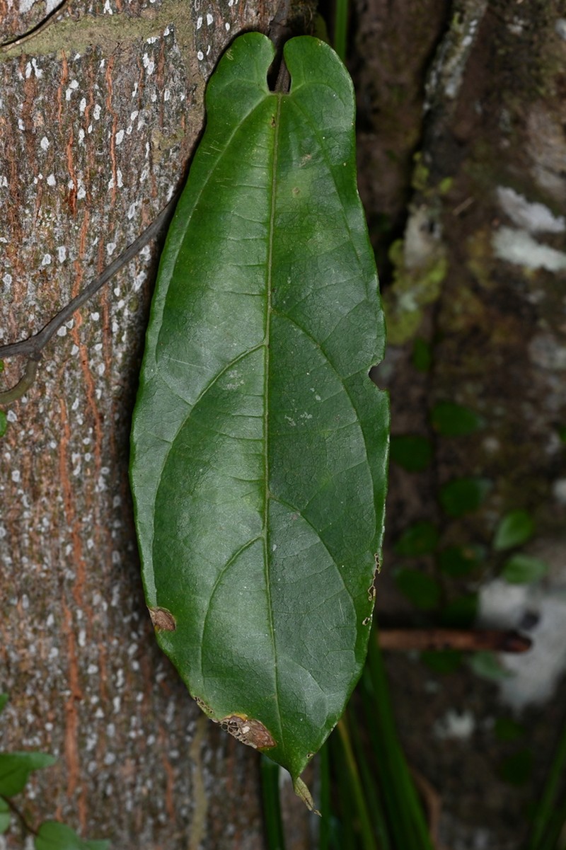 Aristolochia paramaribensis