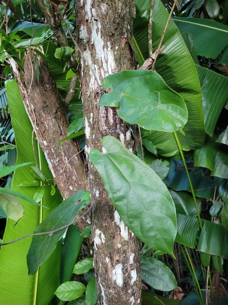 Aristolochia paramaribensis photo 2
