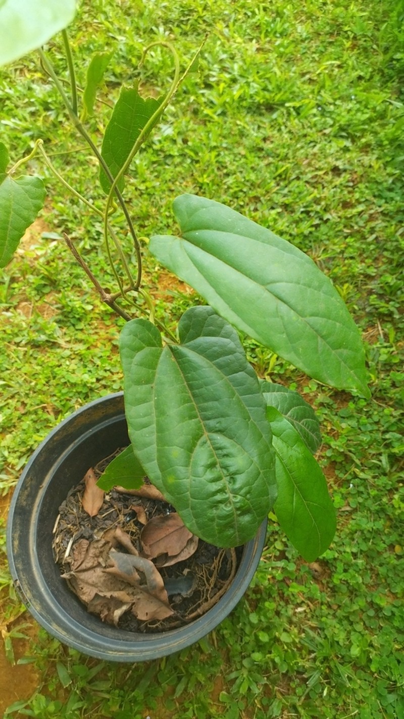 Aristolochia paramaribensis photo 3