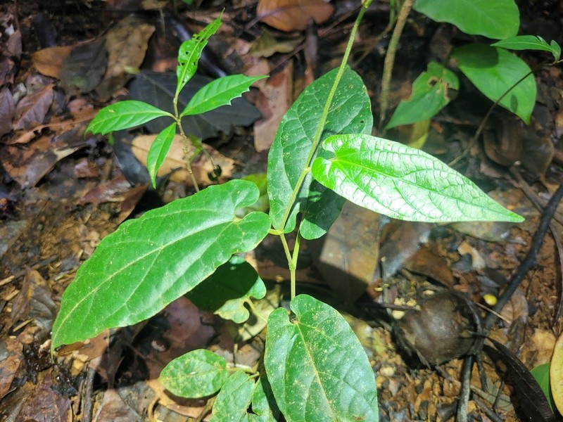 Aristolochia paramaribensis photo 4