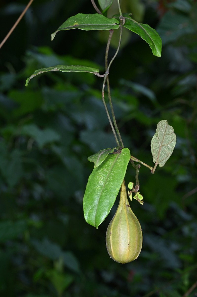 Aristolochia paramaribensis photo 6