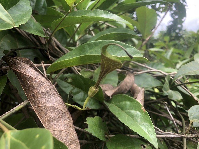 Aristolochia paramaribensis photo 7