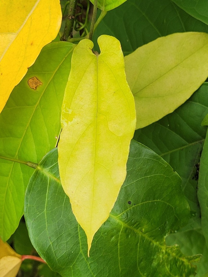 Aristolochia paramaribensis photo 8